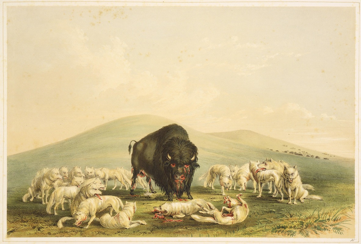 George Catlin - Buffalo Hunt; White Wolves Attacking Buffalo Bull