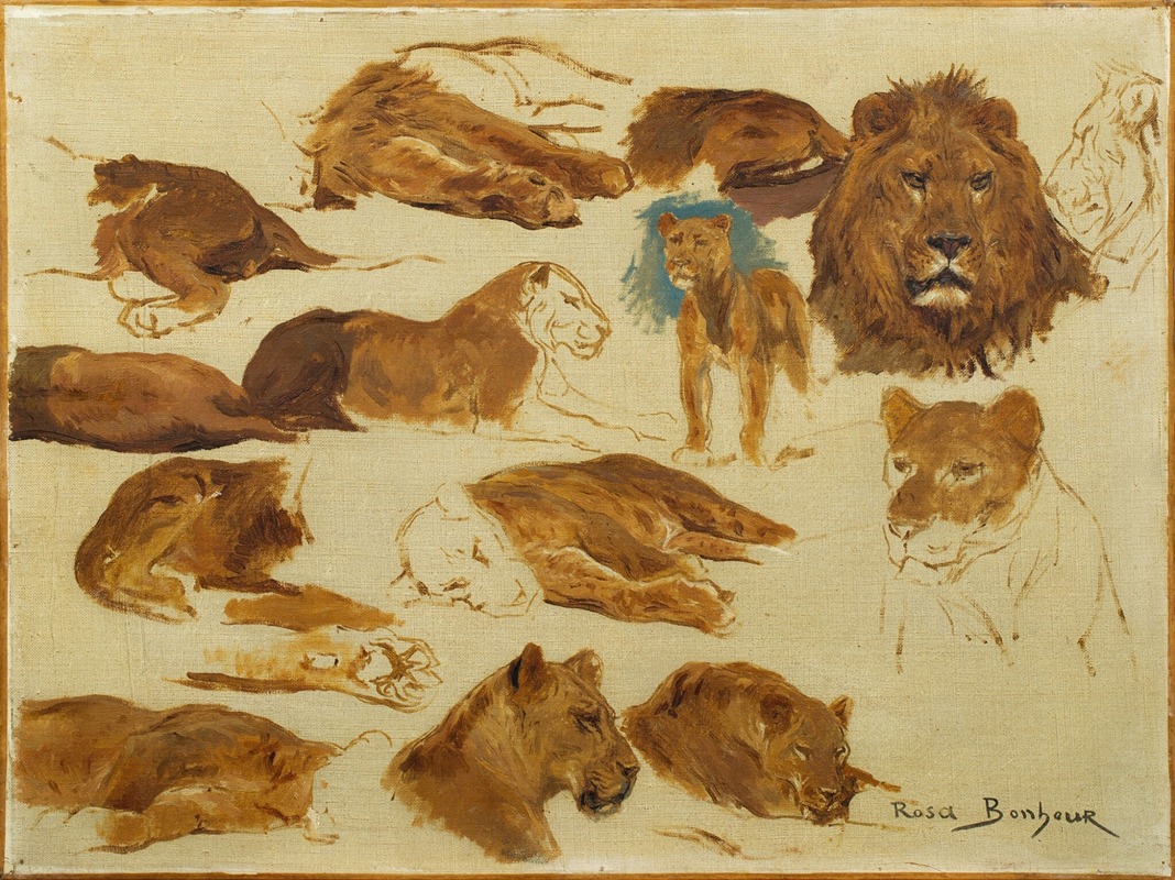 Rosa Bonheur - A sketch of lions and lionesses