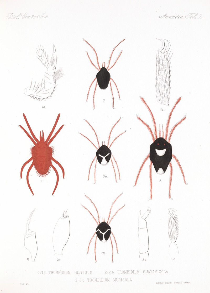 Frederick DuCane Godman - Arachnida Acaridea Pl 02