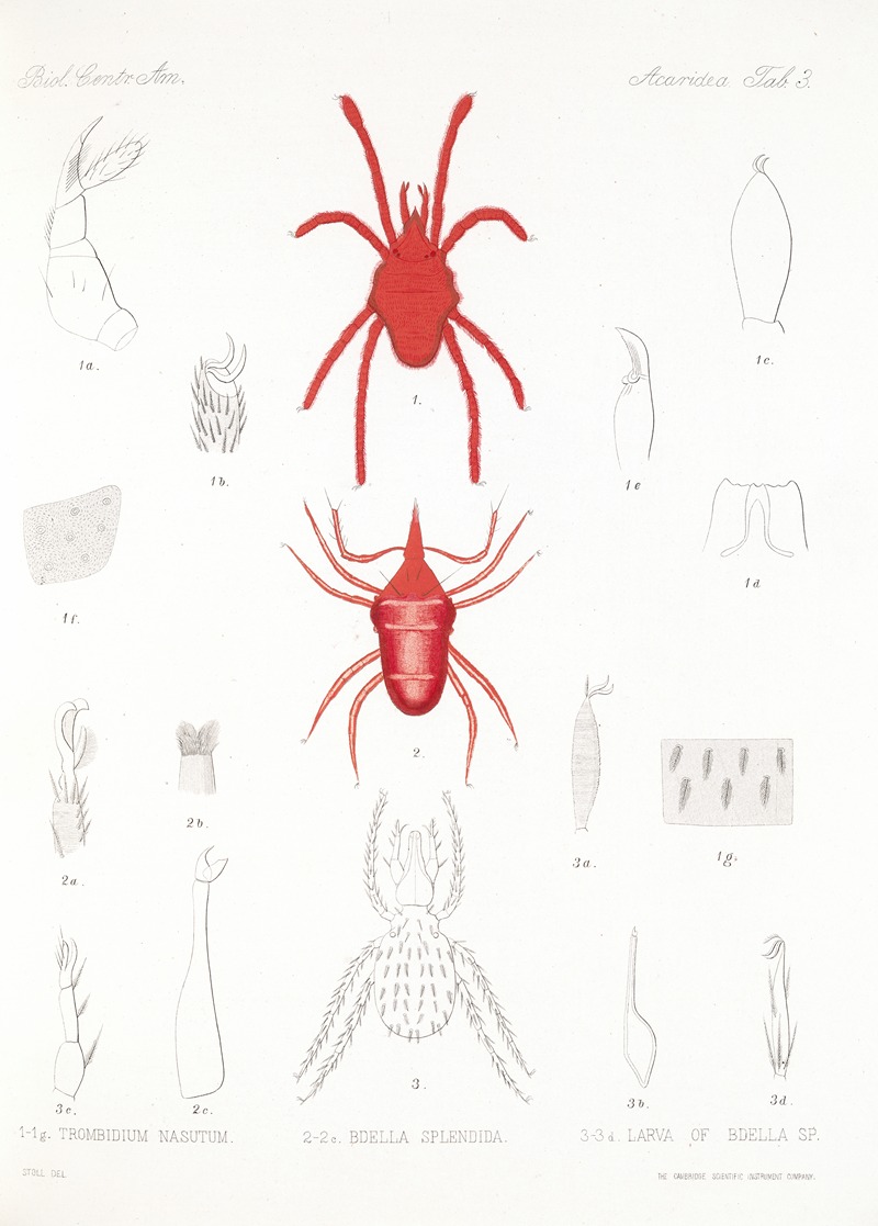 Frederick DuCane Godman - Arachnida Acaridea Pl 03