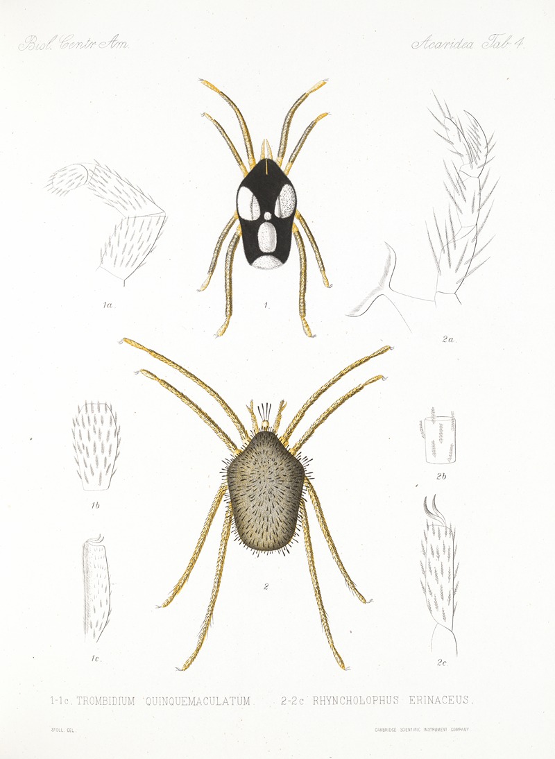 Frederick DuCane Godman - Arachnida Acaridea Pl 04