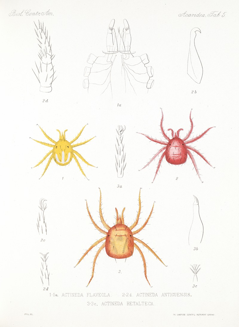 Frederick DuCane Godman - Arachnida Acaridea Pl 05