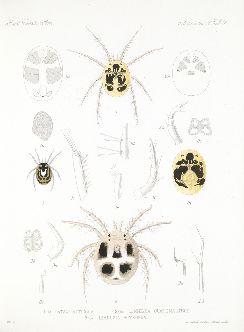Frederick DuCane Godman - Arachnida Acaridea Pl 07