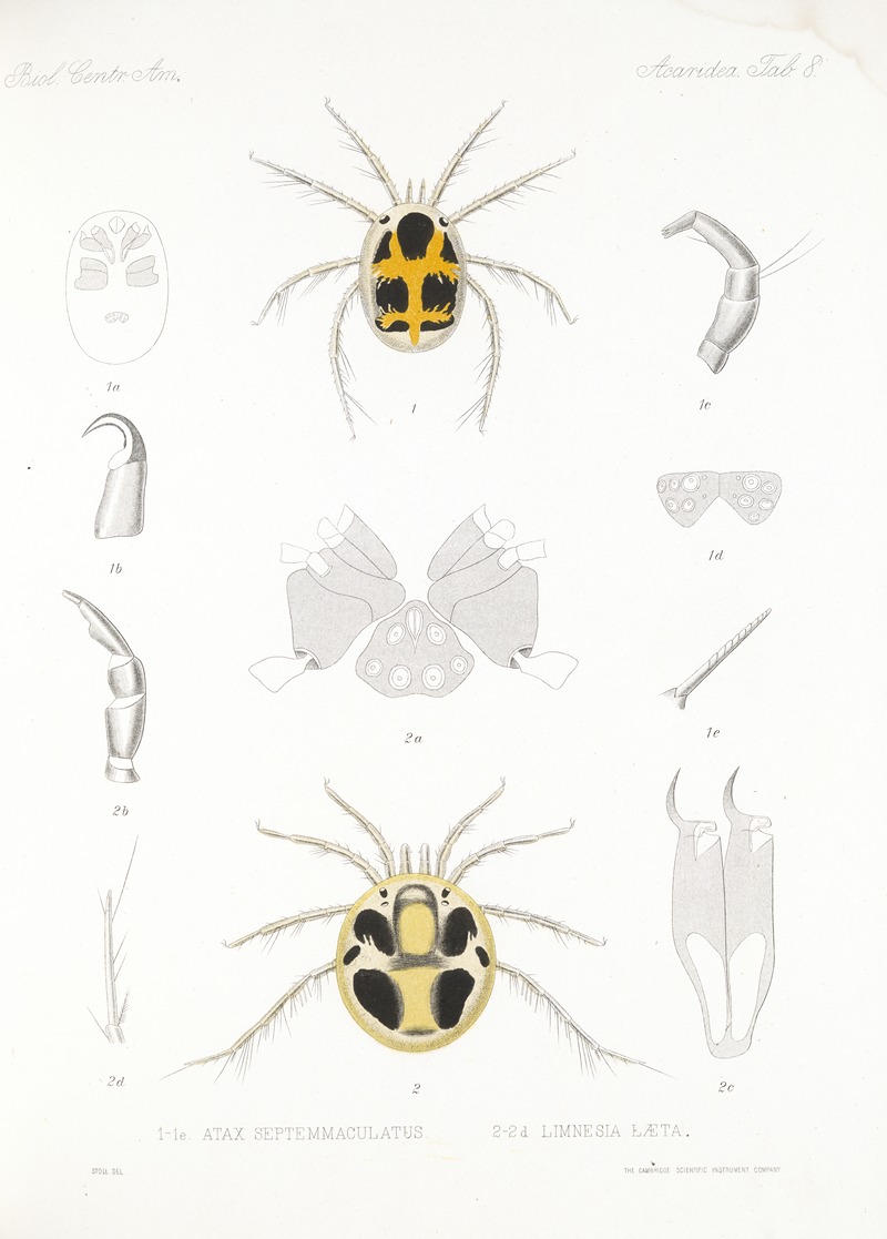Frederick DuCane Godman - Arachnida Acaridea Pl 08
