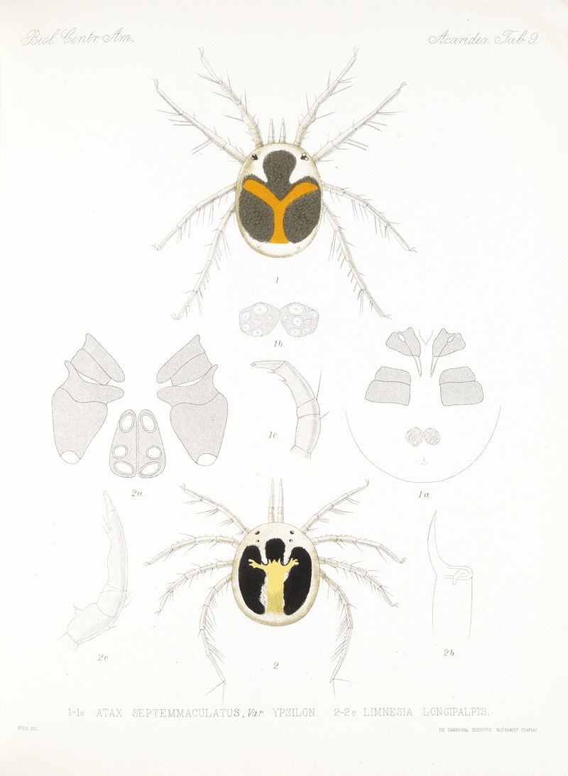 Frederick DuCane Godman - Arachnida Acaridea Pl 09