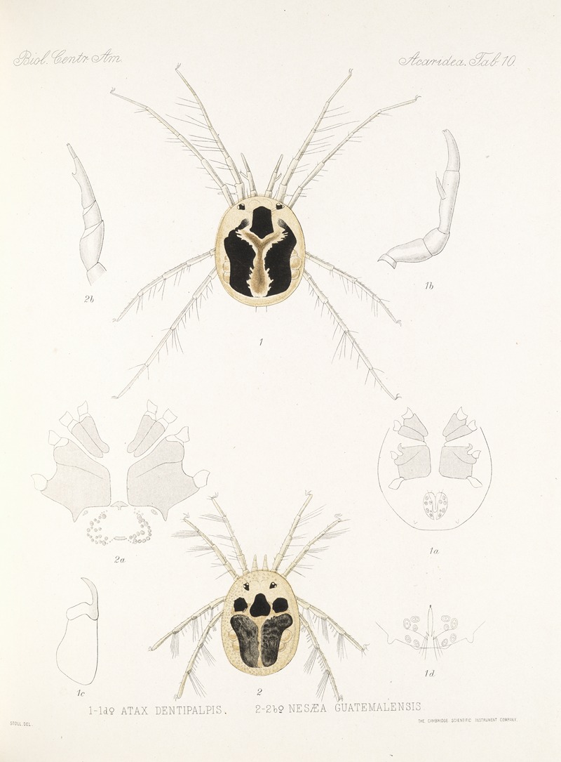 Frederick DuCane Godman - Arachnida Acaridea Pl 10