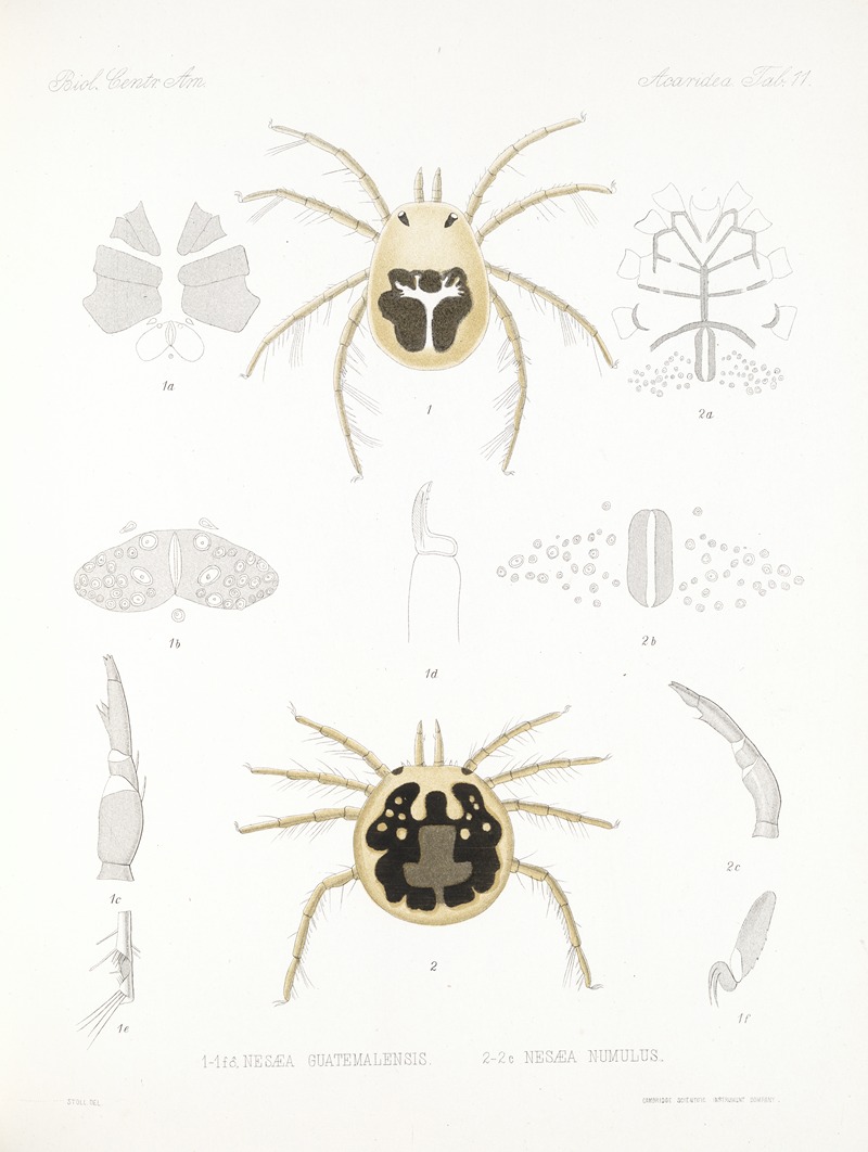 Frederick DuCane Godman - Arachnida Acaridea Pl 11