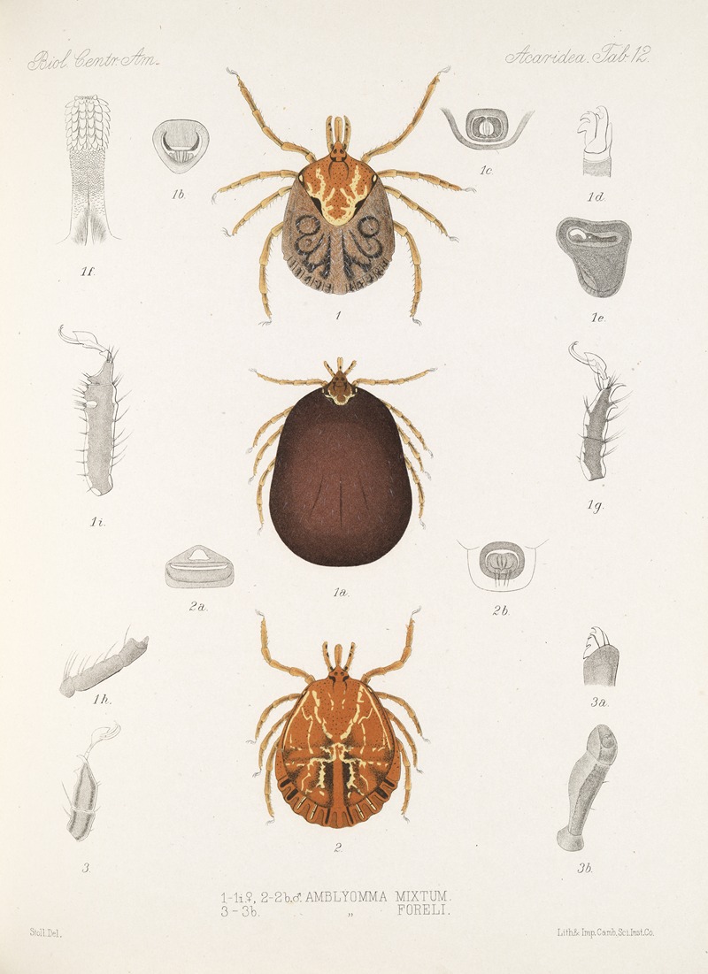 Frederick DuCane Godman - Arachnida Acaridea Pl 12