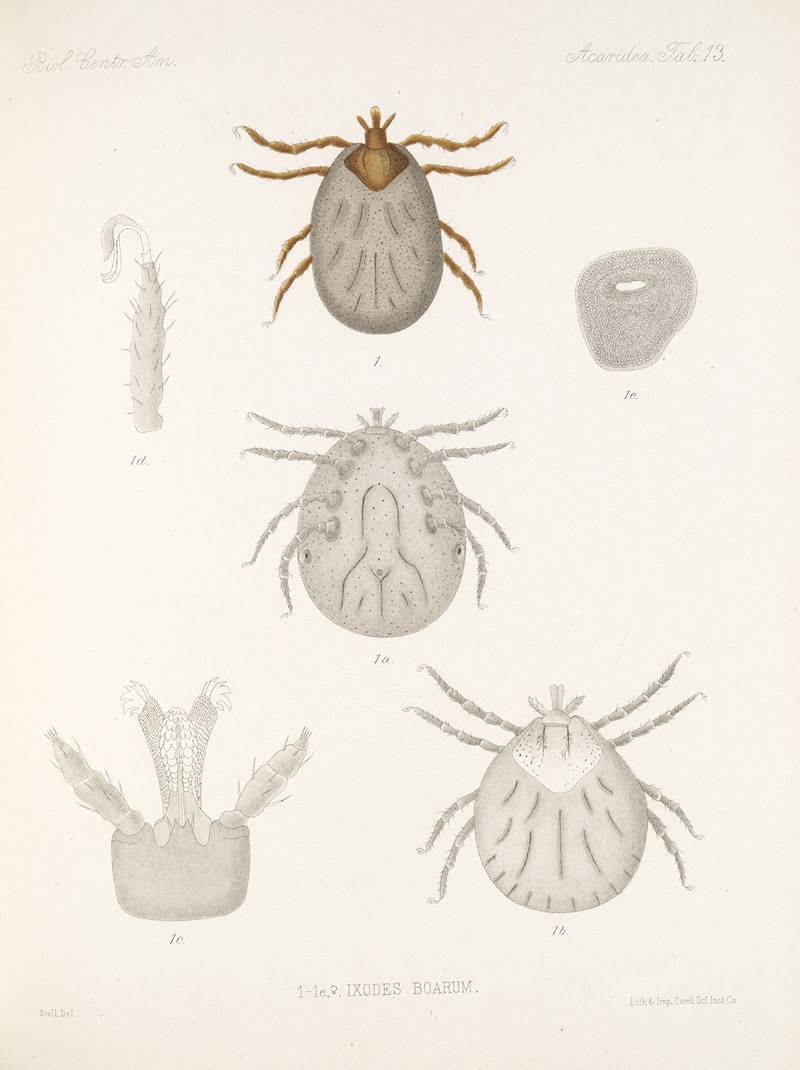 Frederick DuCane Godman - Arachnida Acaridea Pl 13