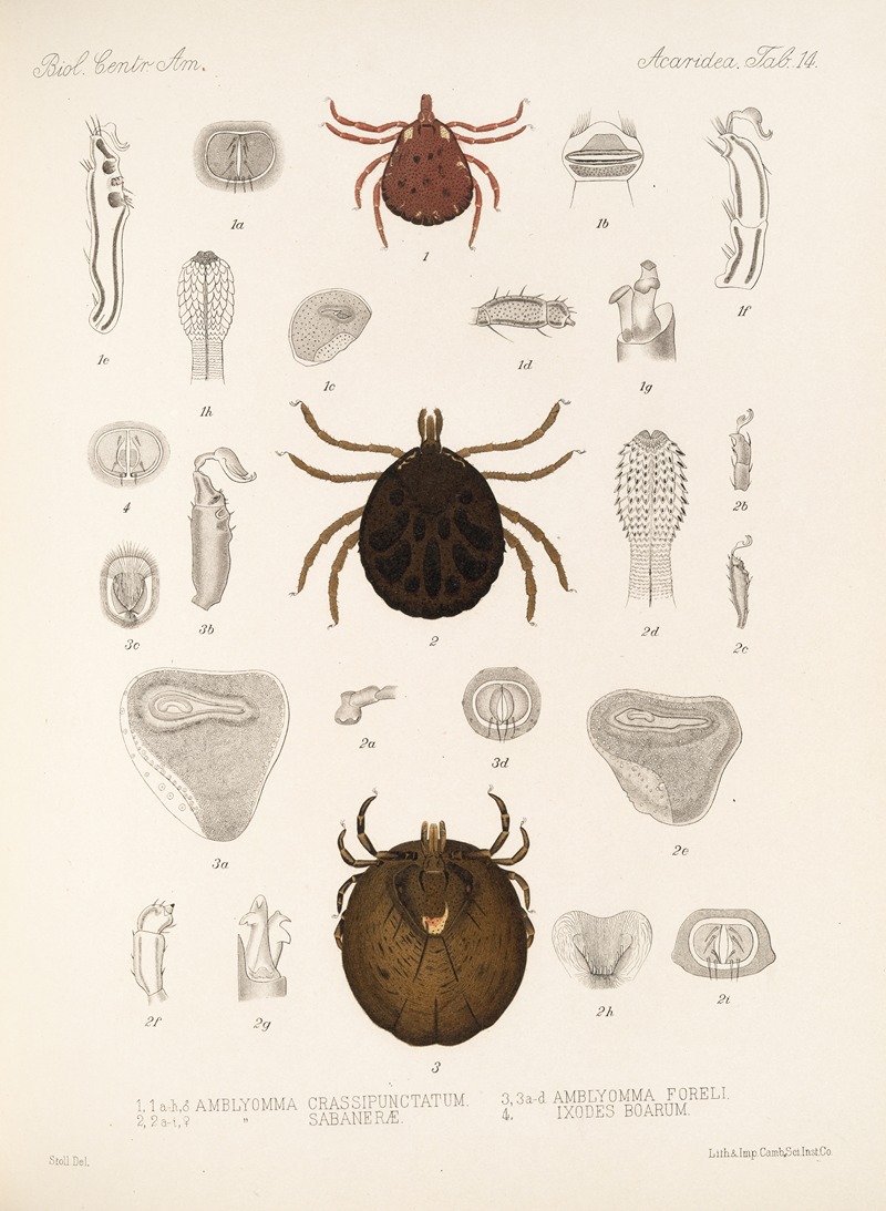Frederick DuCane Godman - Arachnida Acaridea Pl 14