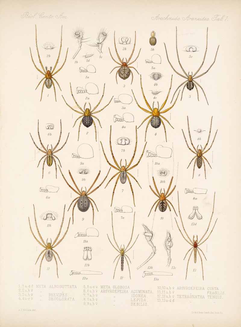 Frederick DuCane Godman - Arachnida Araneidea Pl 01