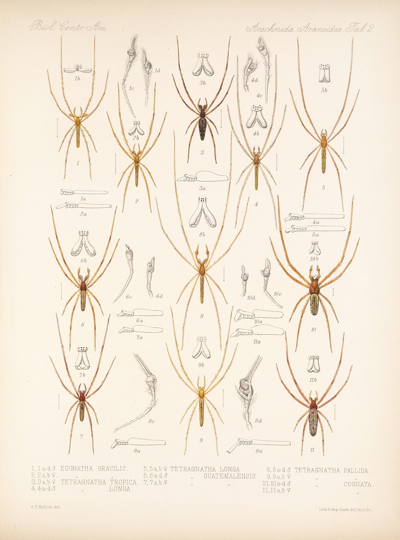 Frederick DuCane Godman - Arachnida Araneidea Pl 02