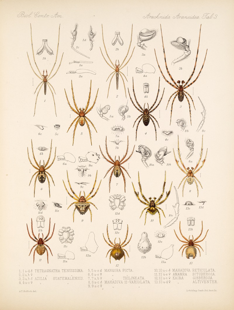 Frederick DuCane Godman - Arachnida Araneidea Pl 03