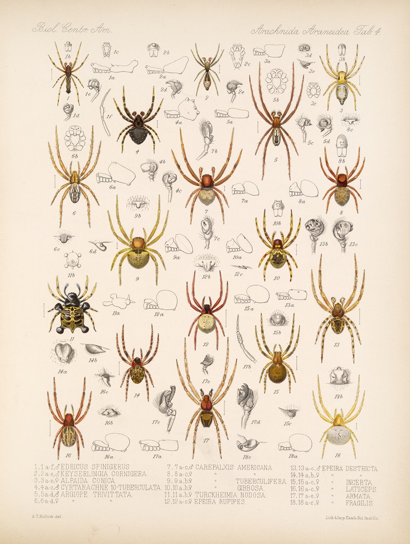 Frederick DuCane Godman - Arachnida Araneidea Pl 04