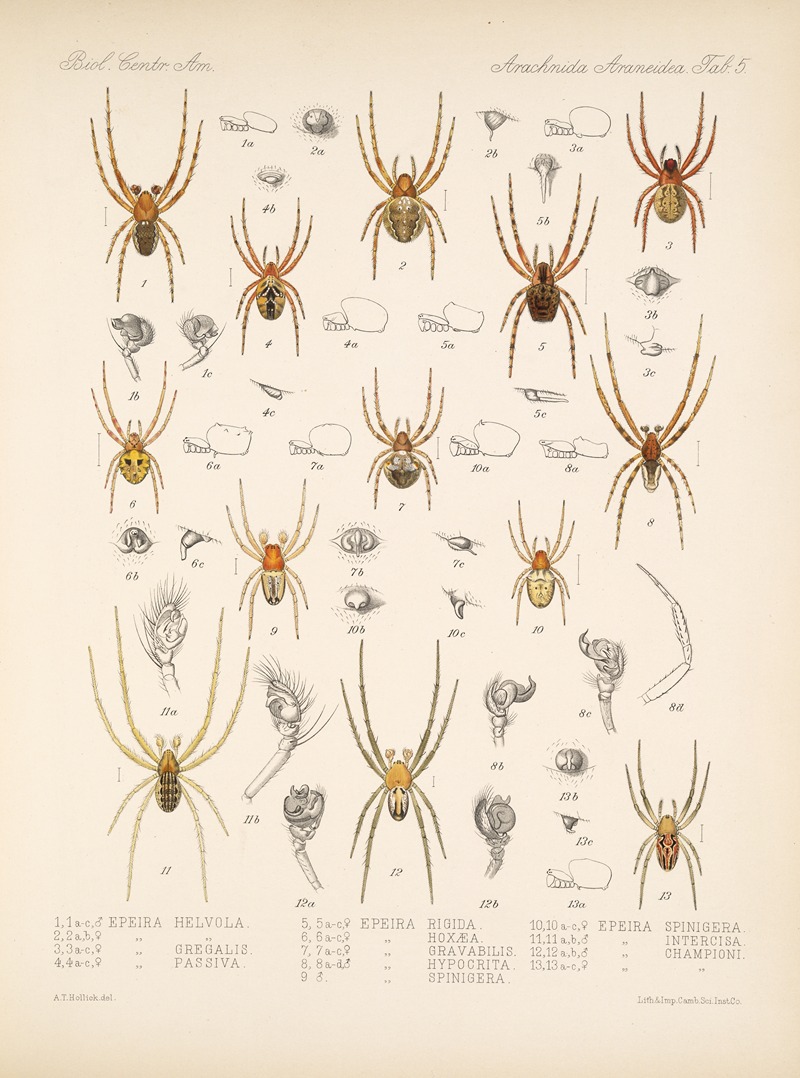 Frederick DuCane Godman - Arachnida Araneidea Pl 05