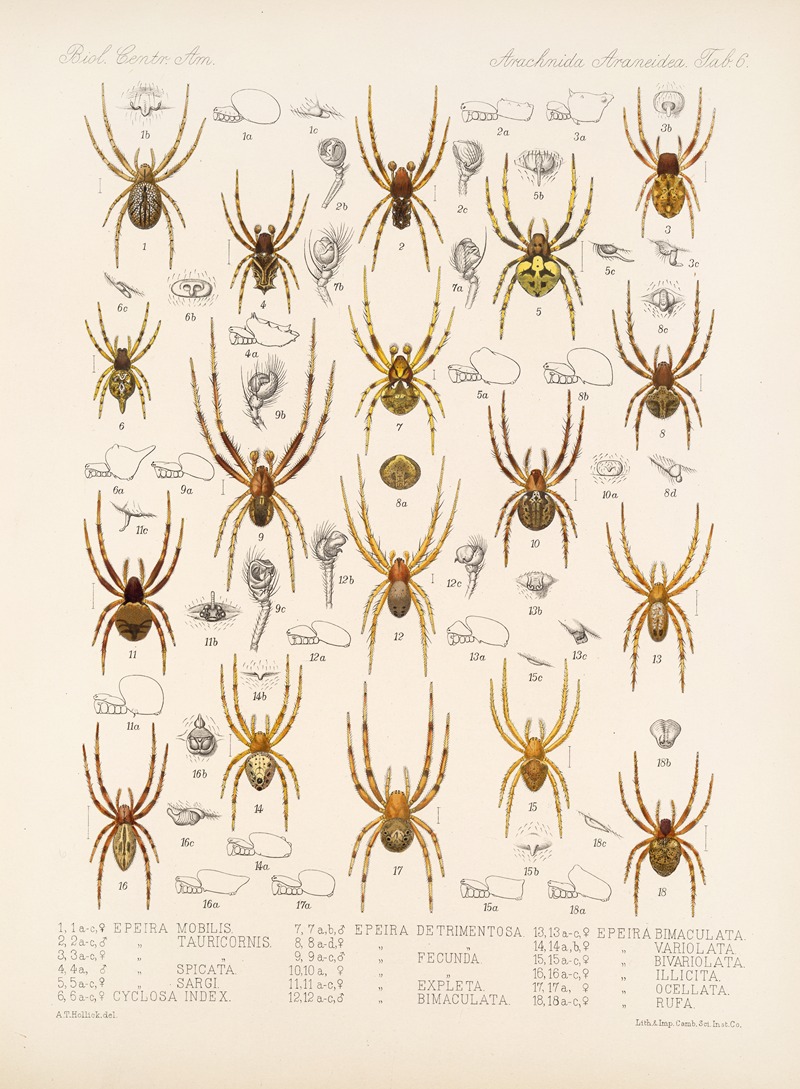 Frederick DuCane Godman - Arachnida Araneidea Pl 06