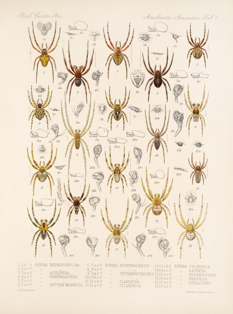 Frederick DuCane Godman - Arachnida Araneidea Pl 07