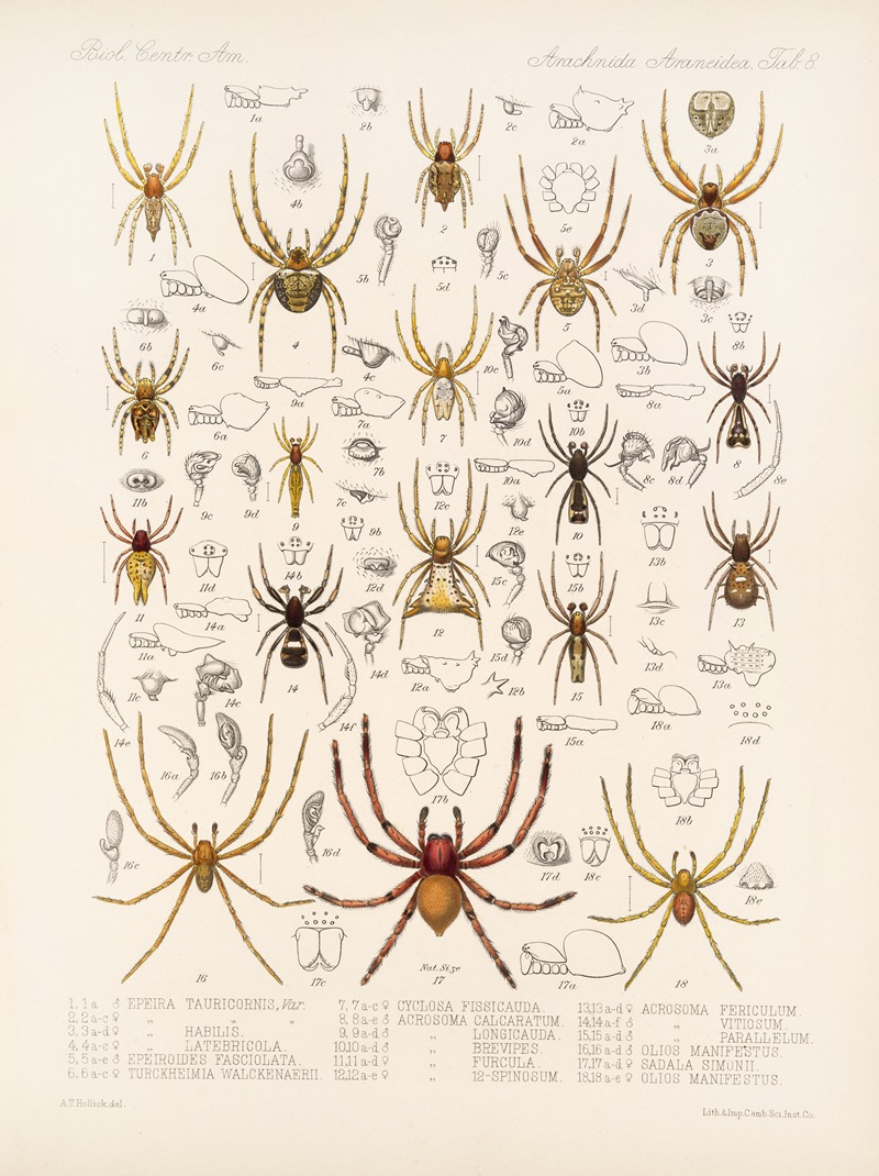 Frederick DuCane Godman - Arachnida Araneidea Pl 08