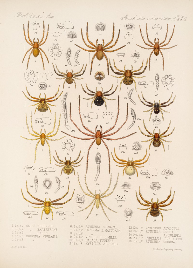 Frederick DuCane Godman - Arachnida Araneidea Pl 09