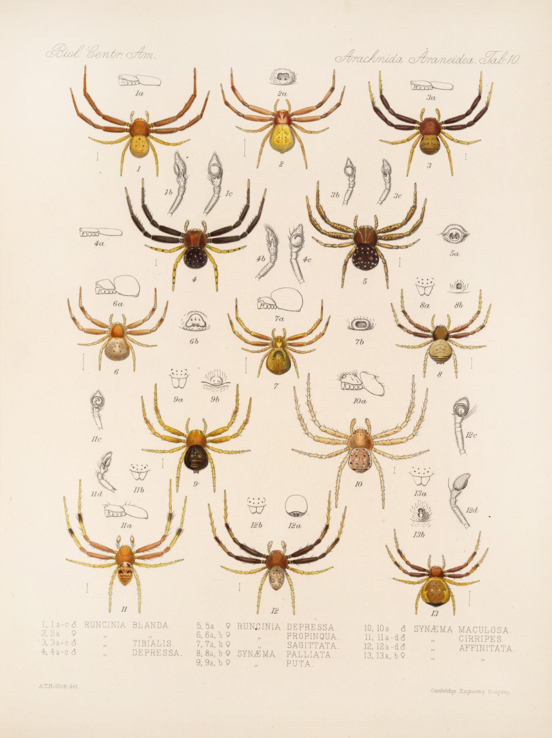Frederick DuCane Godman - Arachnida Araneidea Pl 10