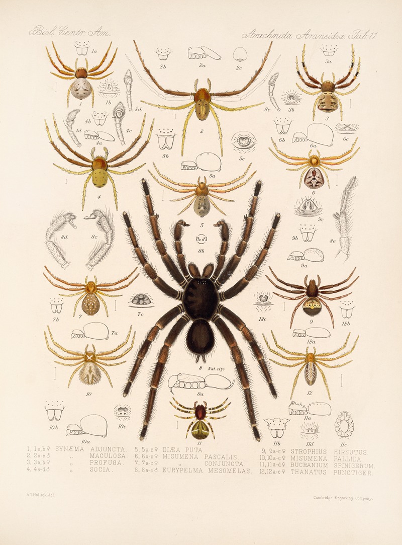 Frederick DuCane Godman - Arachnida Araneidea Pl 11