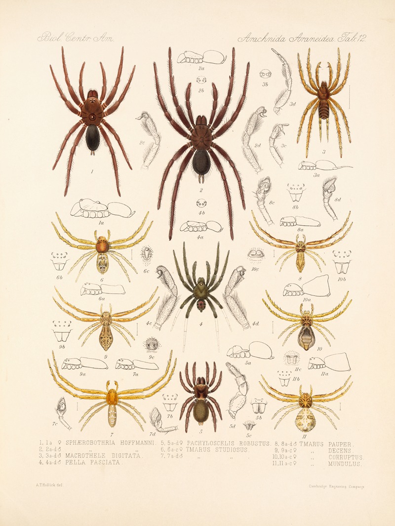 Frederick DuCane Godman - Arachnida Araneidea Pl 12