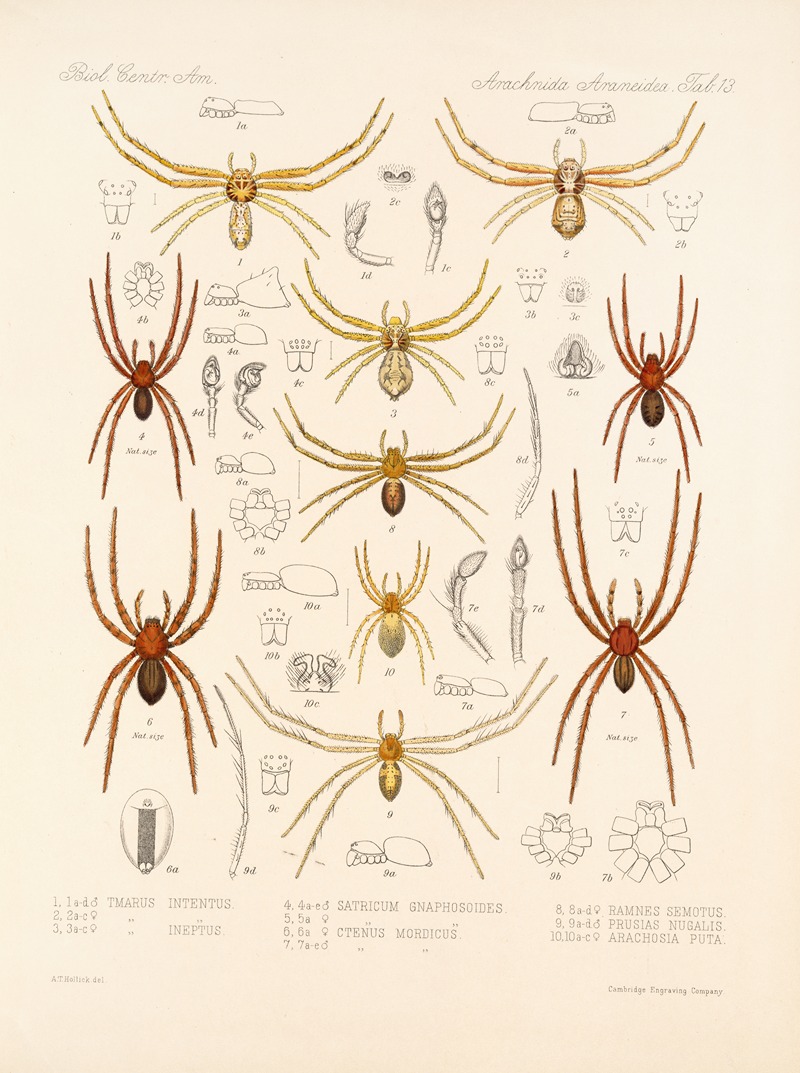 Frederick DuCane Godman - Arachnida Araneidea Pl 13