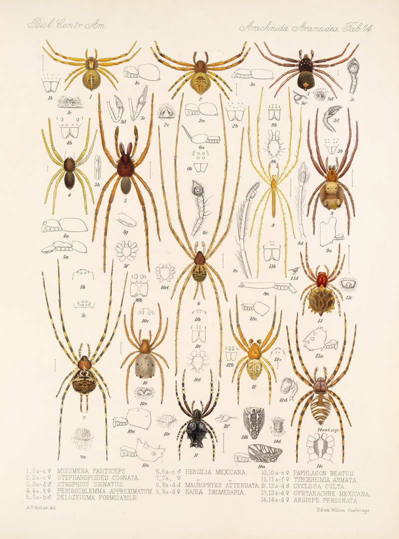 Frederick DuCane Godman - Arachnida Araneidea Pl 14