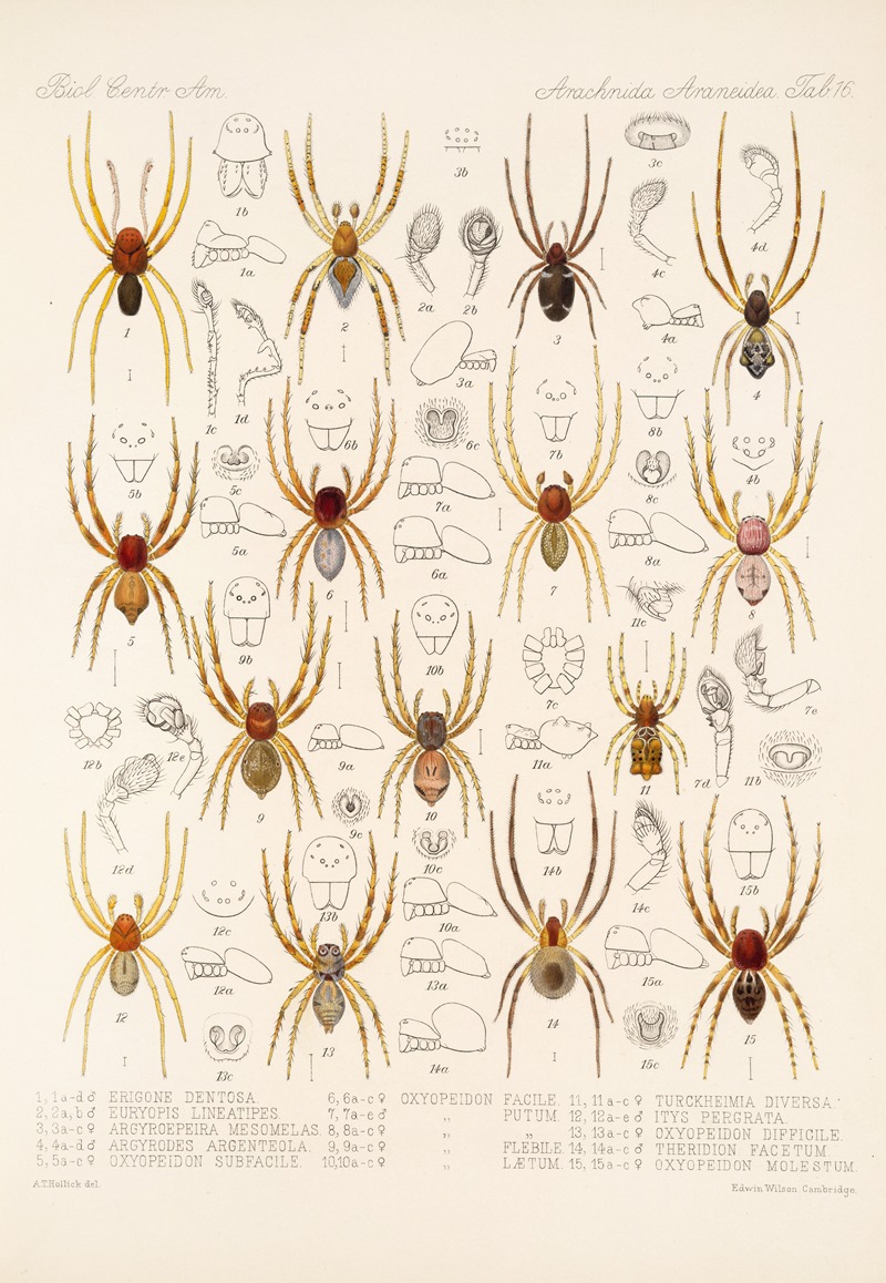 Frederick DuCane Godman - Arachnida Araneidea Pl 16