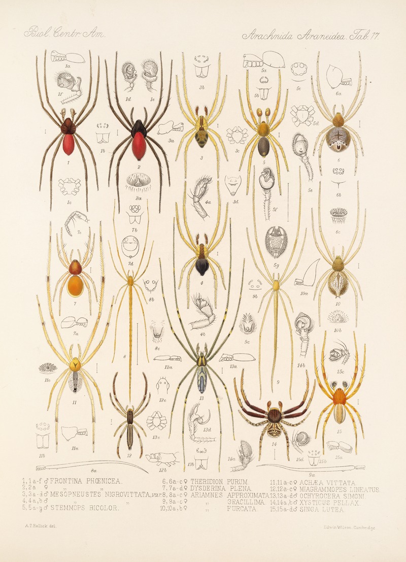 Frederick DuCane Godman - Arachnida Araneidea Pl 17