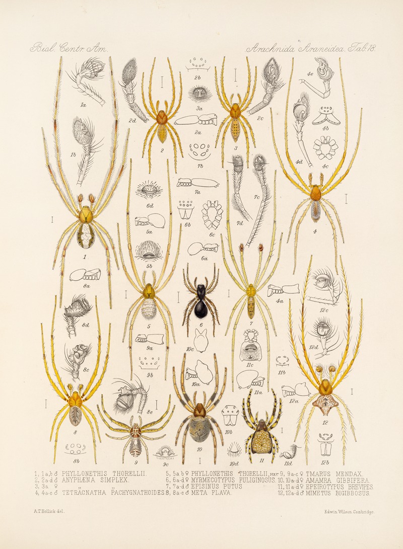Frederick DuCane Godman - Arachnida Araneidea Pl 18