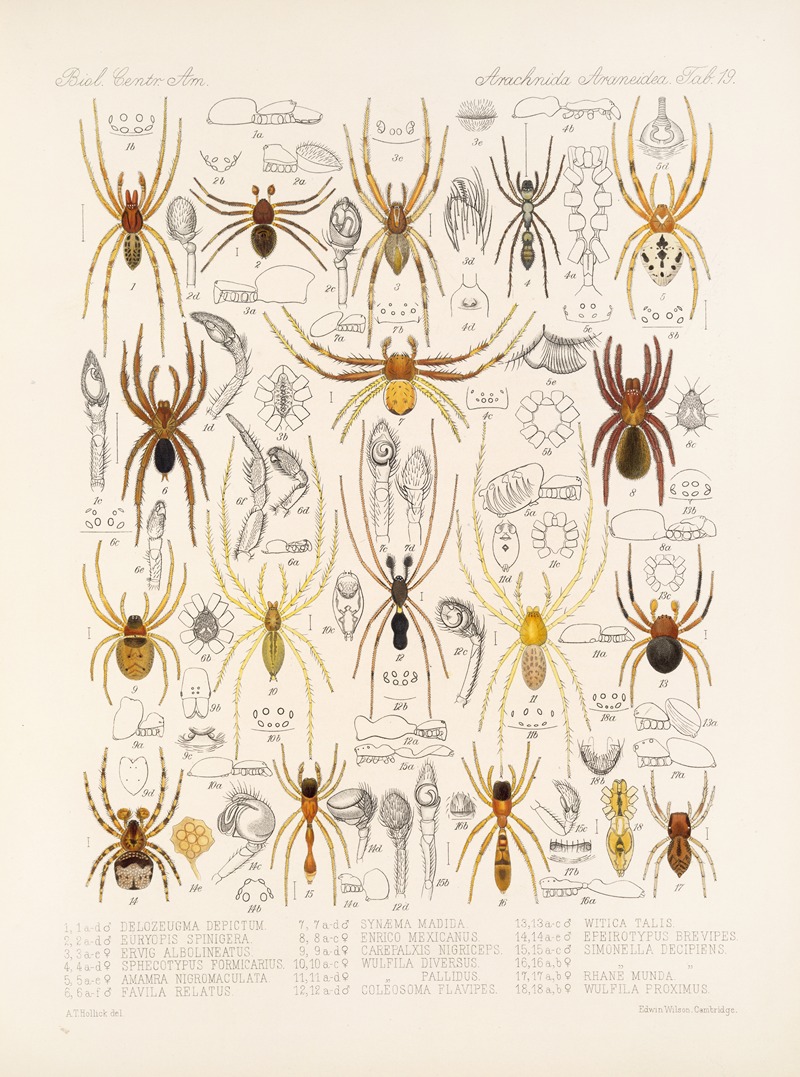 Frederick DuCane Godman - Arachnida Araneidea Pl 19