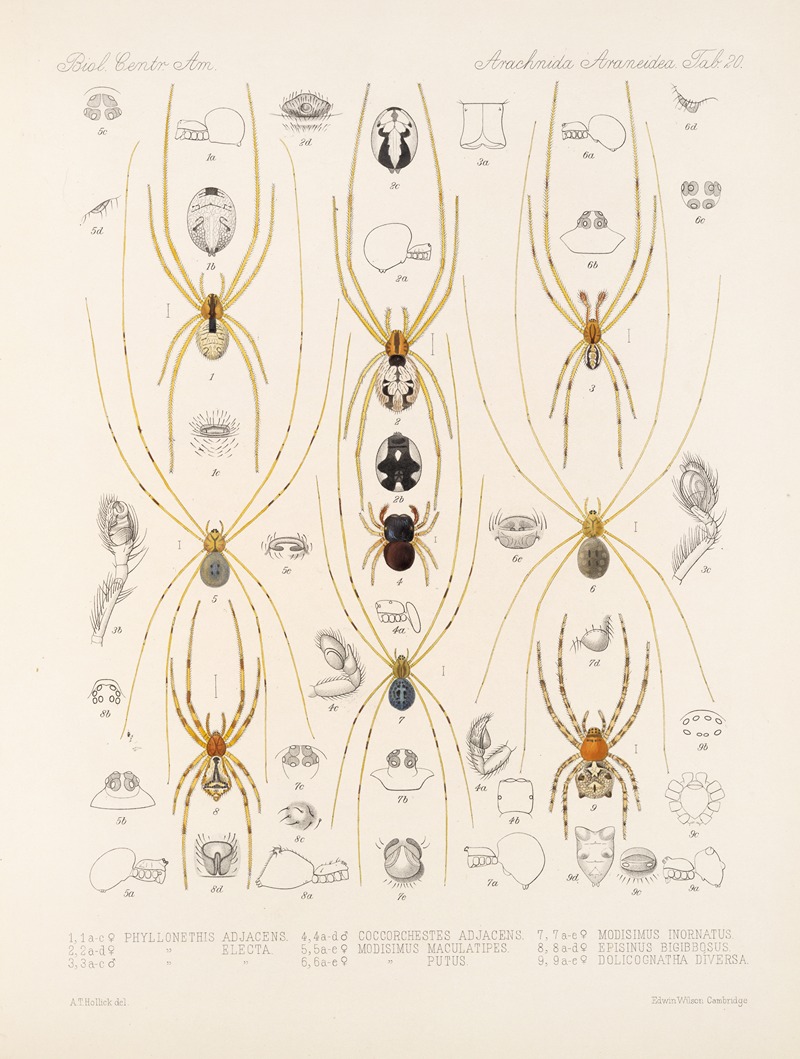 Frederick DuCane Godman - Arachnida Araneidea Pl 20