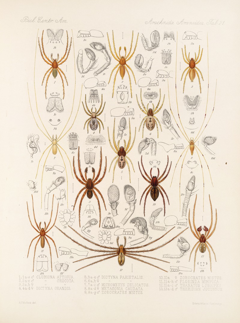 Frederick DuCane Godman - Arachnida Araneidea Pl 21