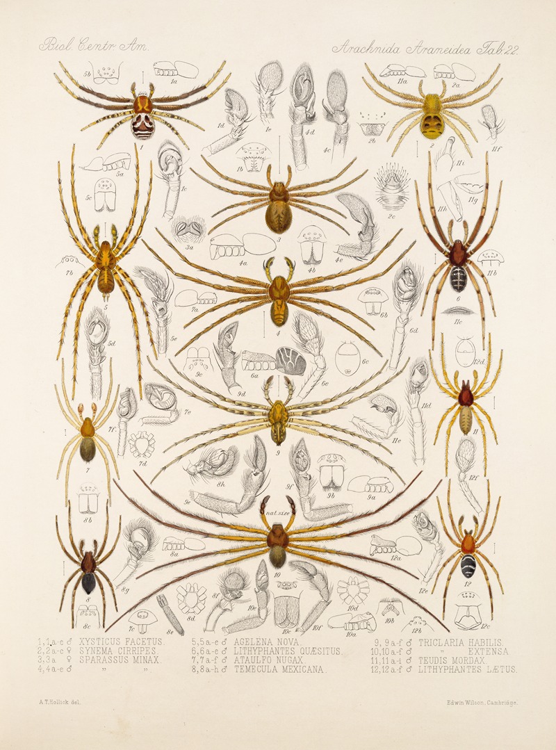 Frederick DuCane Godman - Arachnida Araneidea Pl 22
