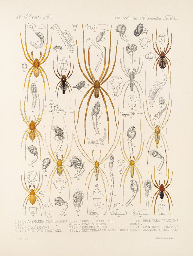 Frederick DuCane Godman - Arachnida Araneidea Pl 23