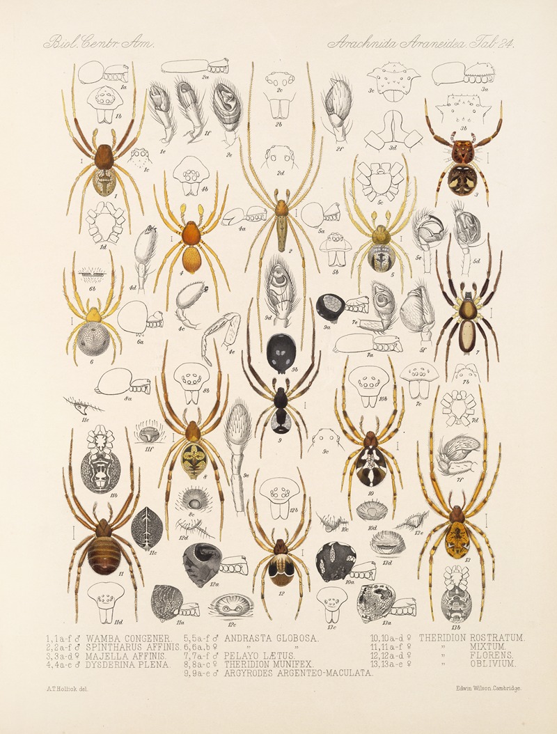 Frederick DuCane Godman - Arachnida Araneidea Pl 24