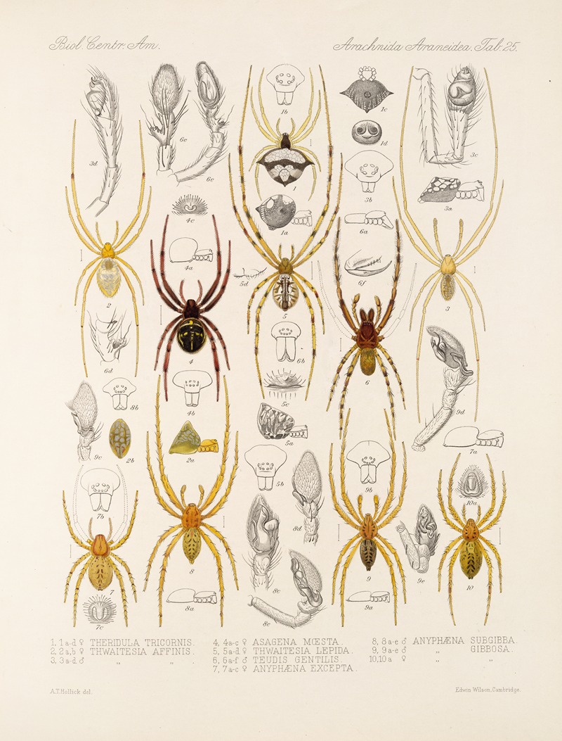 Frederick DuCane Godman - Arachnida Araneidea Pl 25