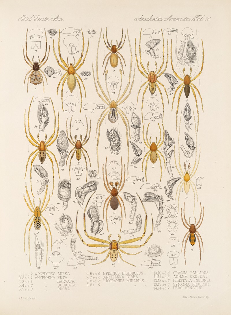 Frederick DuCane Godman - Arachnida Araneidea Pl 26