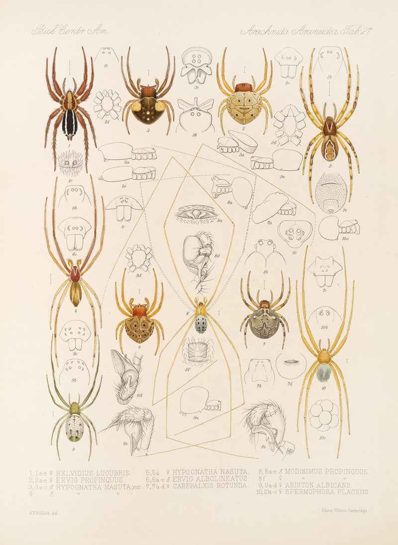 Frederick DuCane Godman - Arachnida Araneidea Pl 27