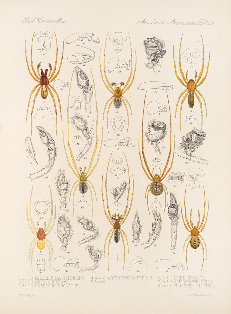 Frederick DuCane Godman - Arachnida Araneidea Pl 28