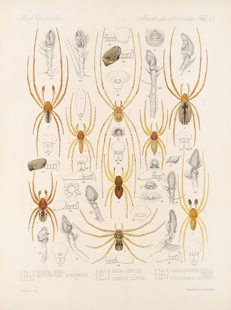 Frederick DuCane Godman - Arachnida Araneidea Pl 29
