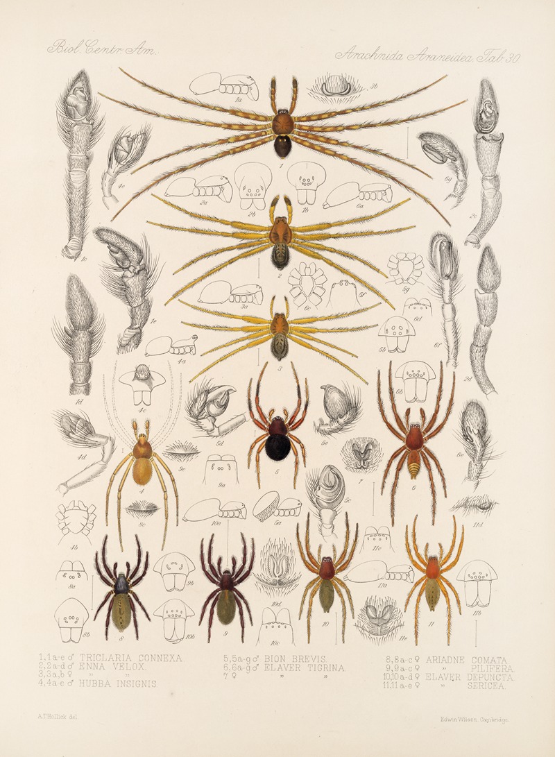 Frederick DuCane Godman - Arachnida Araneidea Pl 30