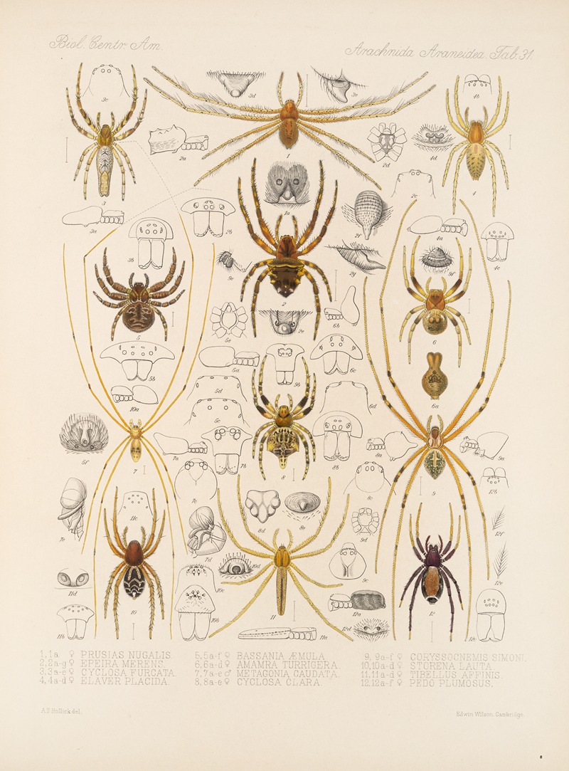 Frederick DuCane Godman - Arachnida Araneidea Pl 31