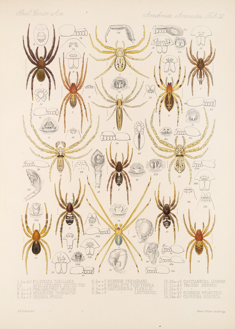 Frederick DuCane Godman - Arachnida Araneidea Pl 32