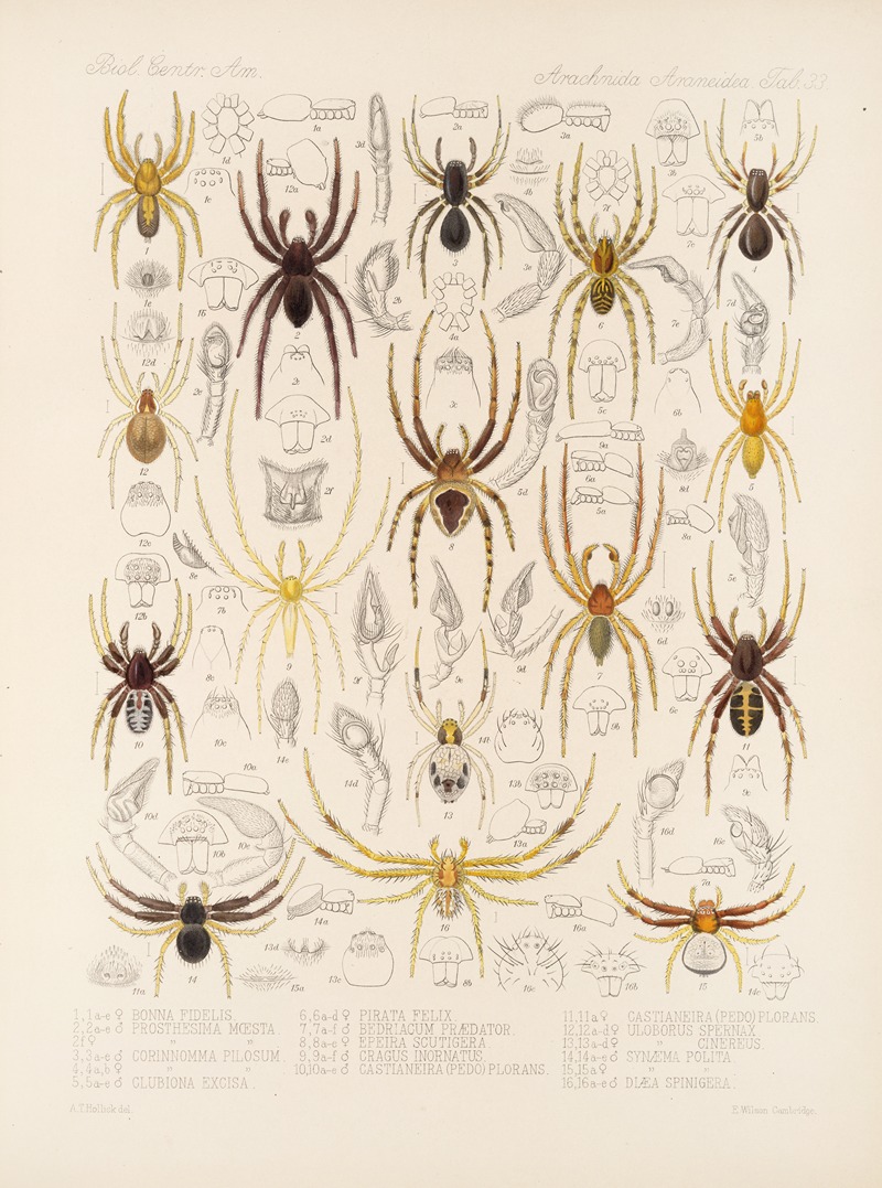 Frederick DuCane Godman - Arachnida Araneidea Pl 33