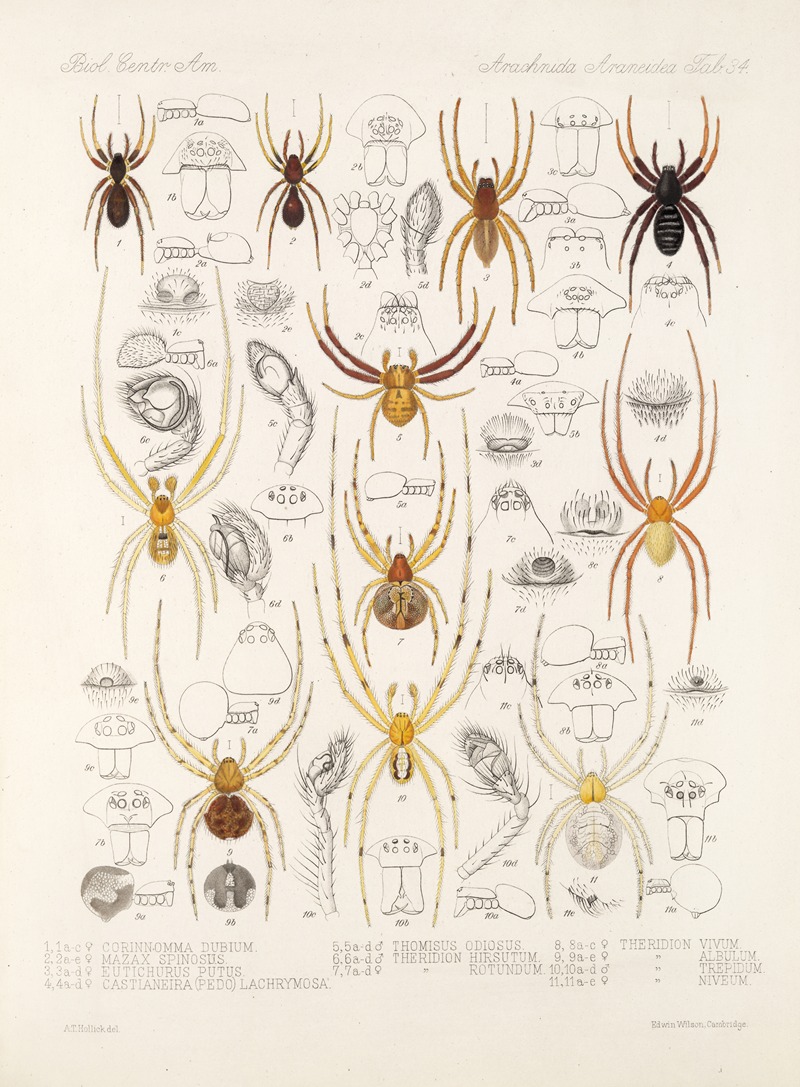Frederick DuCane Godman - Arachnida Araneidea Pl 34