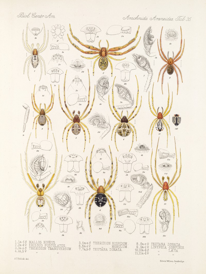 Frederick DuCane Godman - Arachnida Araneidea Pl 35