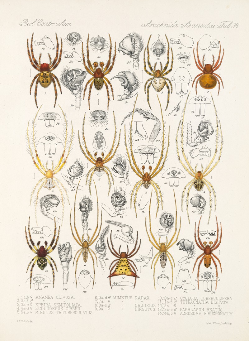 Frederick DuCane Godman - Arachnida Araneidea Pl 36