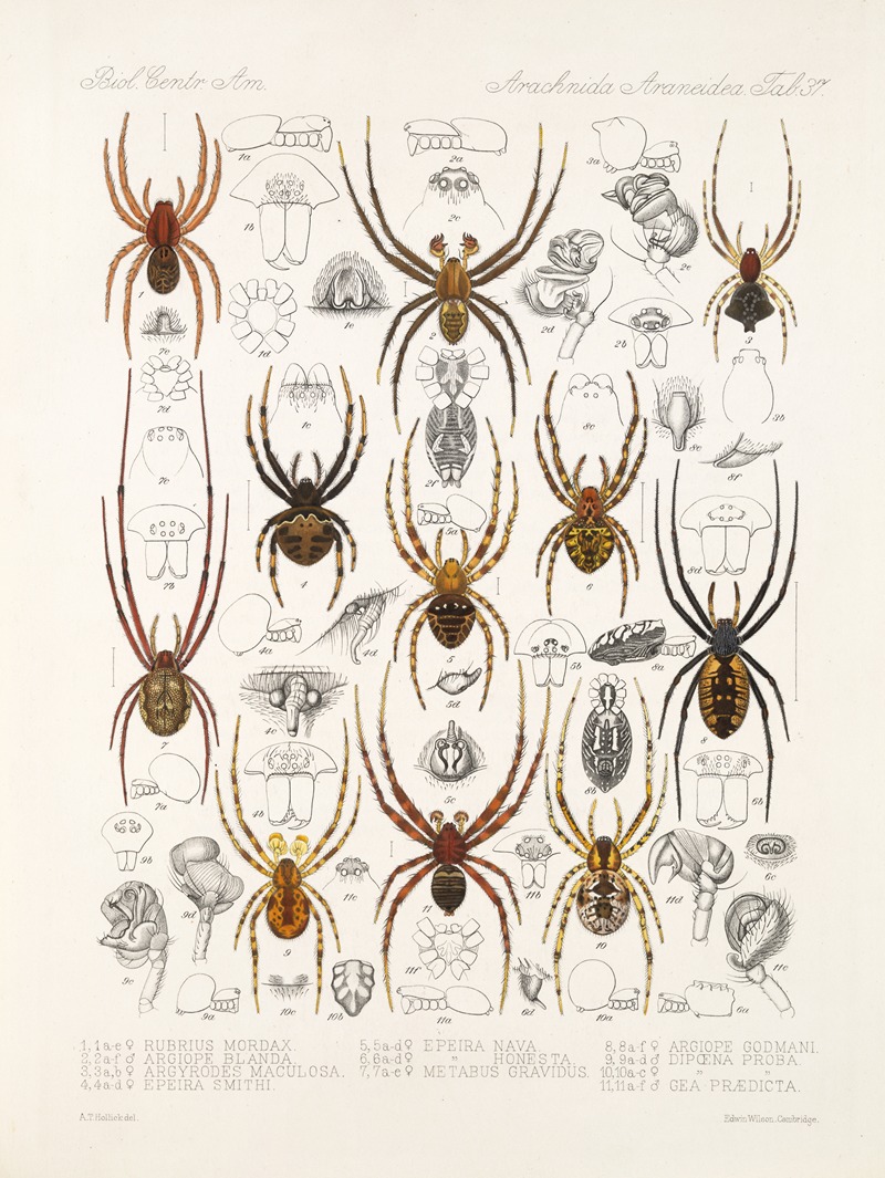 Frederick DuCane Godman - Arachnida Araneidea Pl 37